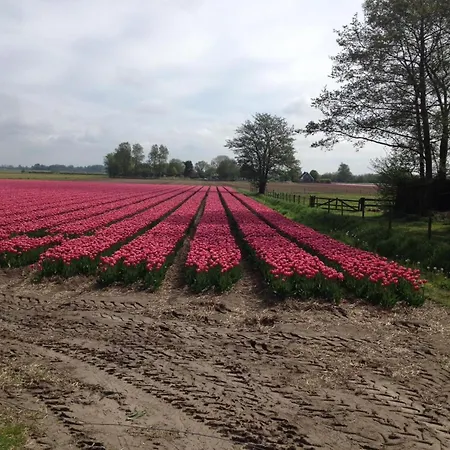 Mobile Near Dutch Dunes
